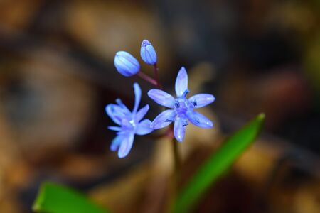 Wild gentian-blue scilla flower on a dark background. の写真素材