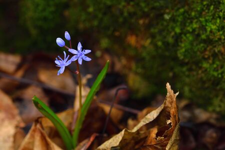 Wild gentian-blue scilla flower on a dark background. Brown leaves and moss on backdrop.の写真素材