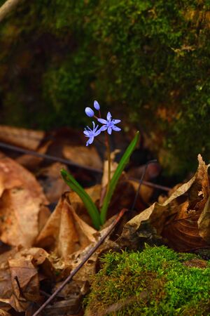 Wild gentian-blue scilla flower on a dark background. Vertical. Brown leaves and moss on backdrop.の写真素材