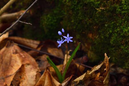 Blue squill flower on a dark background. Brown leaves and moss on backdrop.の写真素材