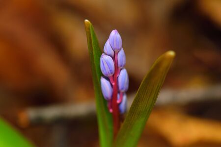 Beautiful scilla flower on a brown leaves background. Violet to gentian-blue gradient.の写真素材
