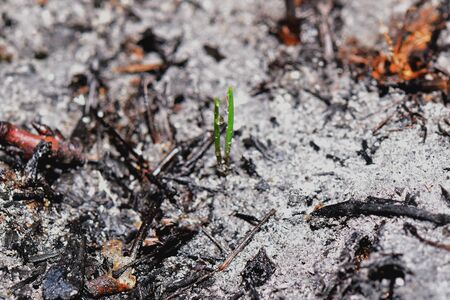 Sprout rises over burnt ground. Grass ash after arson. Recovery after massive crysis. Future resurrection. Centered.の写真素材