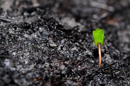 Sprout rises over burnt ground. Grass ash after arson. Recovery after massive crysis. Future resurrection. Copy space on the left. の写真素材