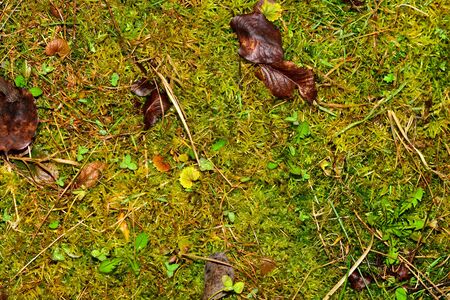 Pattern of garden ground. Wet grass and moss background. High humidity.の写真素材
