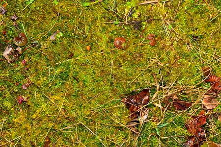 Wet grass and moss background. Pattern of garden ground. High humidity.の写真素材