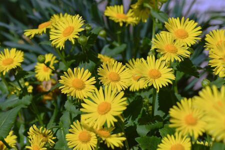 Perennial daisies. Yellow garden flowers. の写真素材
