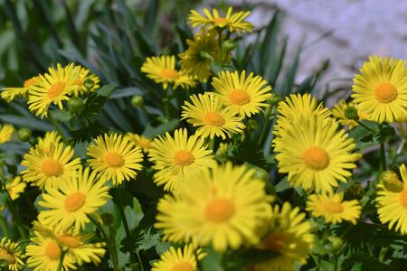 Daisy. Perennial daisies. Yellow garden flowers. の写真素材