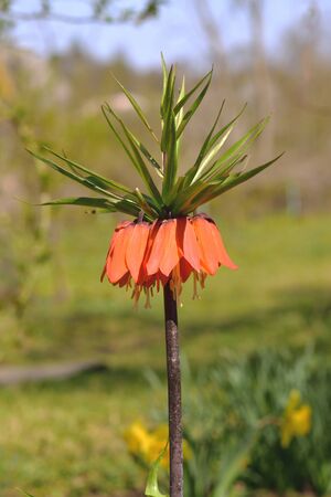 Orange bell lily in the garden. Imperial fritilleria flower. Blurred background. Vertical.の写真素材