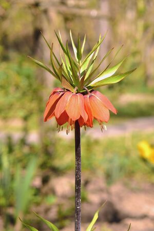 Orange bell lily in the garden. Imperial fritilleria flower. Blurred background. Vertical.の写真素材