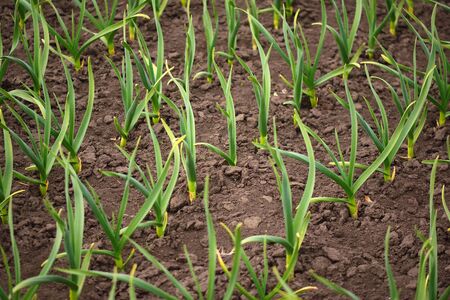 Organic horticulture.  Garlic plantation. Rows of plants in the field. の写真素材