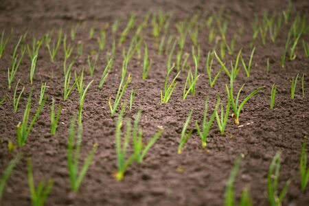 Green onion rows on the field. Blurred copy space.の写真素材