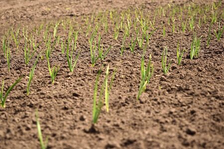 Green onion rows on the field. Blurred copy space.の写真素材