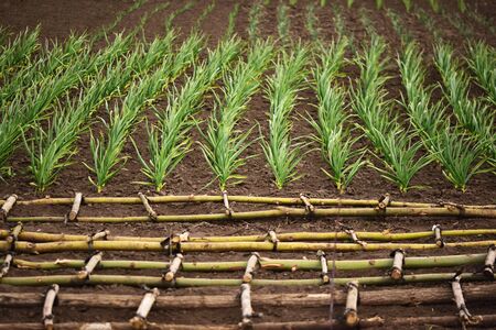 Garlic plantation in the backyard garden.  Lattice on the foreground. Organic horticulture. の写真素材