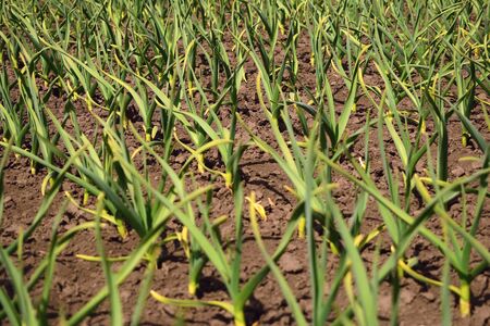 Garlic plantation. Rows of plants in the field. Organic horticulture.  の写真素材
