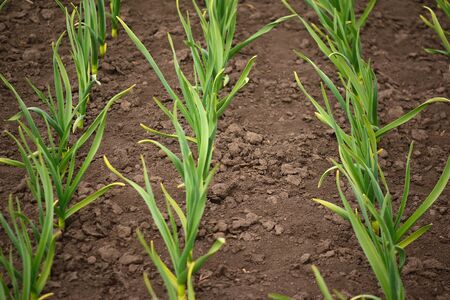 Garlic plantation. Rows of plants in the field. Organic horticulture.  の写真素材