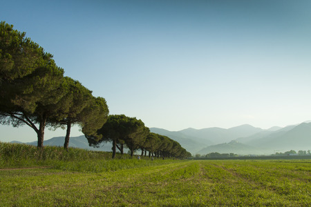 row the trees in a green field against the back drop of the Apuan Alpsのeditorial素材