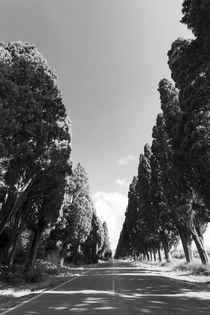 Cypress avenue of Saint Guido, Bolgheri Tuscan IT-November 2, 2014. View of the cypress avenue of Saint Guido in black and white.の写真素材