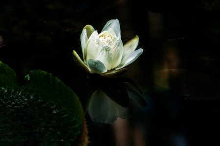 lotus flowerの写真素材
