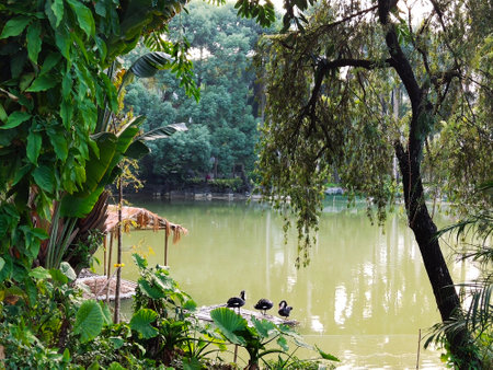 Ducks on the lake in a park in Hanoi, Vietnamの写真素材