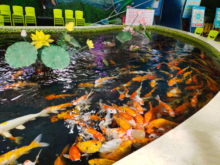 Koi fish swimming in the pond at the park, Thailand.の写真素材