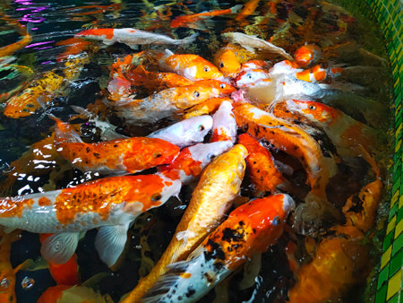 Koi fish in the pond. Beautiful colorful fishes in the pond.の写真素材