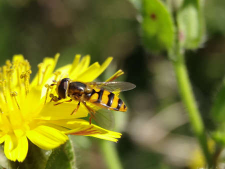 Hoverfly foraging on a yellow flower.の写真素材