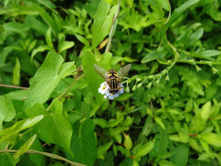 Hoverfly on a white flower in the garden. Selective focus.の写真素材