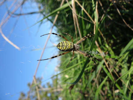 spider on the web in the garden with green grass and blue skyの写真素材