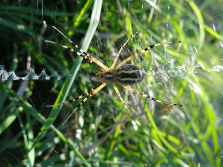 spider on the web in the garden, beautiful photo digital pictureの写真素材