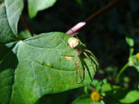 spider on a green leaf in the garden. High quality photoの写真素材