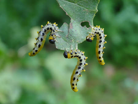 A caterpillar of the butterfly (Ceratonia aurata)の写真素材