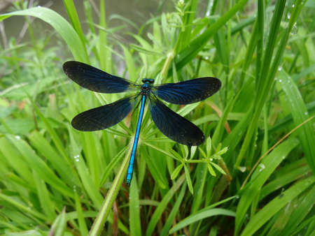 A blue dragonfly on a blade of grass in the rain.の写真素材