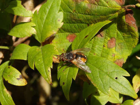 Fly on a leaf in the garden. A fly on a leaf.の写真素材