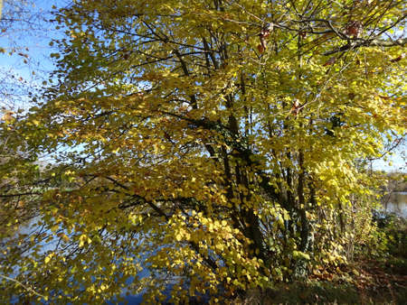 Autumn leaves on the trees in the park. Autumn landscape.の写真素材