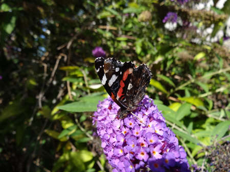 Vanessa atalanta, commonly known as the red admiral, is a butterfly of the family Nymphalidae.の写真素材