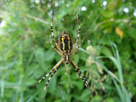 Spider on the web in the garden. Argiope bruennichiの写真素材