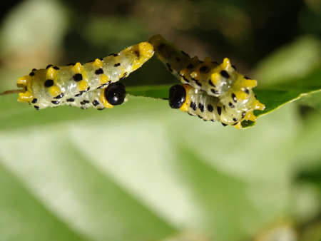 Macro Photography of Black and Yellow Caterpillar on Green Leaf.の写真素材