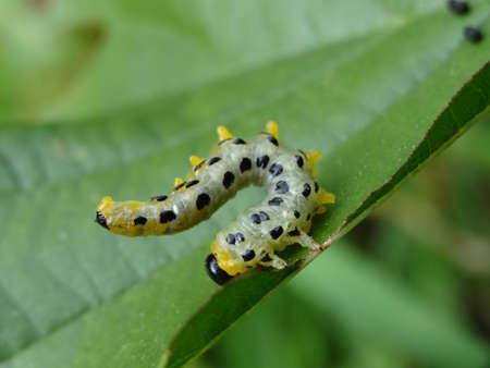 Macro Photography of Black and Yellow Caterpillar on Green Leaf.の写真素材