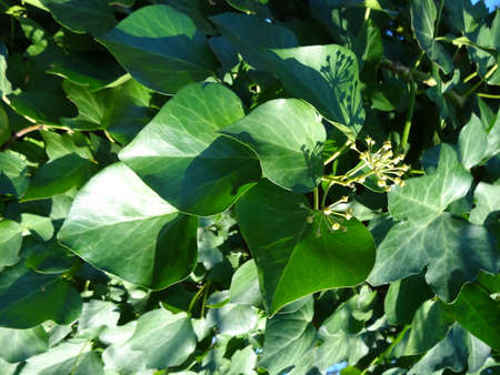 Close up of green ivy leaves in sunny day, stock photoの写真素材