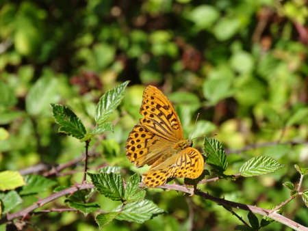 A closeup shot of a butterfly sitting on a branch in the forestの写真素材