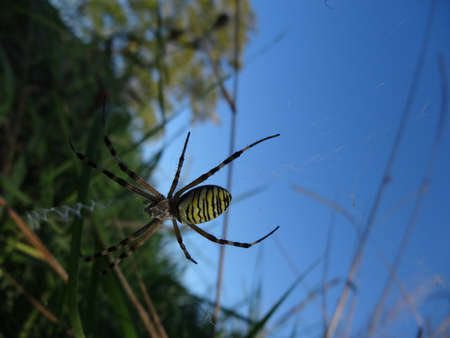 Spider on the web in the garden. Argiope bruennichiの写真素材