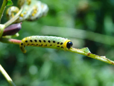 Caterpillar of the butterfly family (Papilio machaon)の写真素材