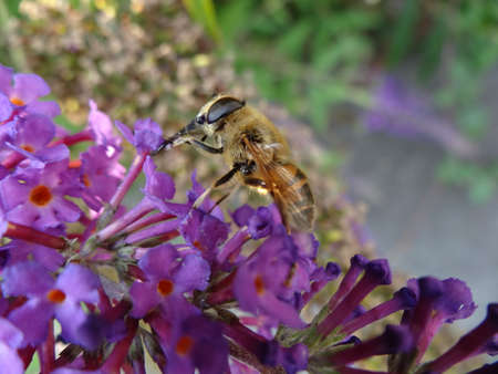 A bee collects pollen from a purple butterfly bush in the garden.の写真素材