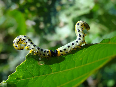 A caterpillar of a butterfly with black and white spots on a green leafの写真素材