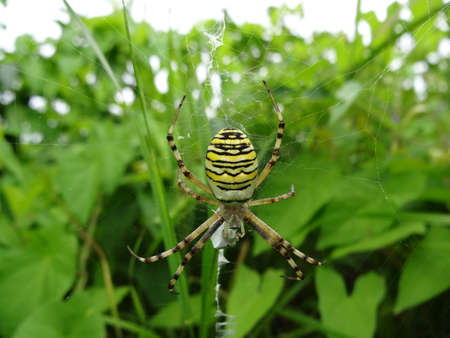 A spider on a spider web in the garden. Argiope bruennichiの写真素材