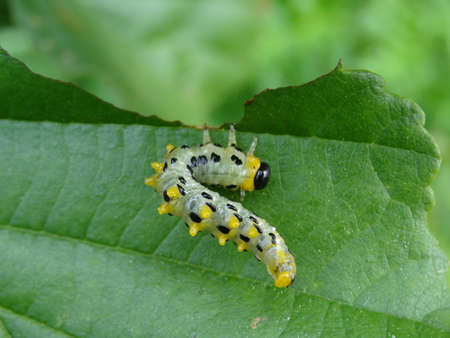 Caterpillar of the Spotted Peacock Mothの写真素材