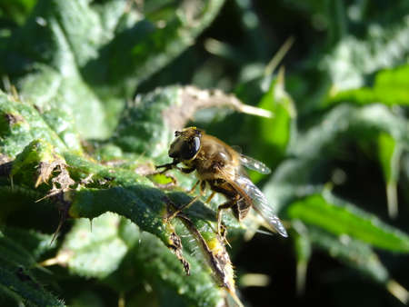 A closeup shot of a bee on a green leaf with blurred backgroundの写真素材