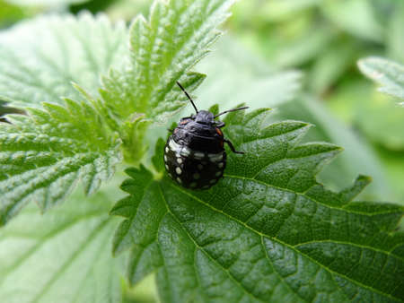 A closeup shot of a black and white bug on a green leafの写真素材