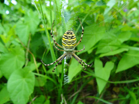 Wasp spider on a web in the rainforest.の写真素材