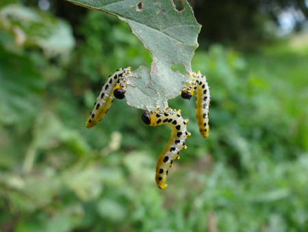 Caterpillars of the sphinx moth caterpillar eating leafの写真素材